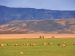 Escalante Ranch Elk Pasture